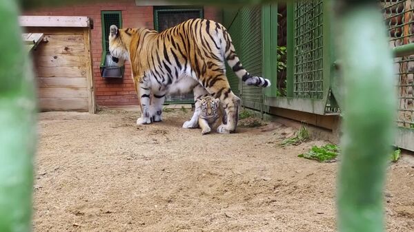 دو توله ببر آمور، یک نر و یک ماده، در مرکز تکثیر گونه‌های نادر باغ‌وحش مسکو متولد شدند - اسپوتنیک ایران  