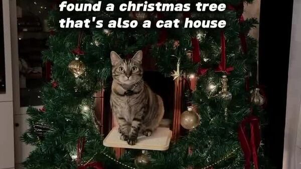 درخت کریسمس اختصاصی برای گربه ها - اسپوتنیک ایران  