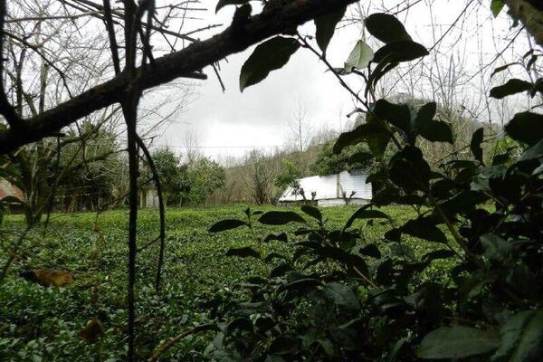 چای در زندگی ایرانیان - اسپوتنیک ایران  