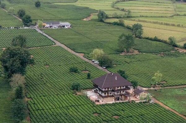 چای در زندگی ایرانیان - اسپوتنیک ایران  