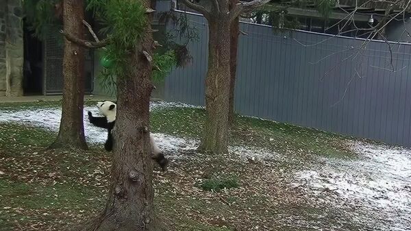 پانداهای باغ‌وحش واشنگتن از اولین برف لذت می‌برند - اسپوتنیک ایران  