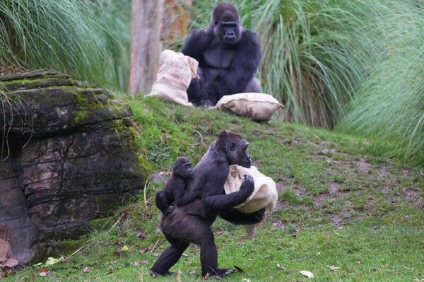 چشمگیرترین رویدادهای هفته از نگاه تصویر، از 13 تا 19 دسامبر - اسپوتنیک ایران  