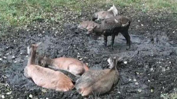 گوزن ها هم بر سر جا دعوا می کنند! - اسپوتنیک ایران  