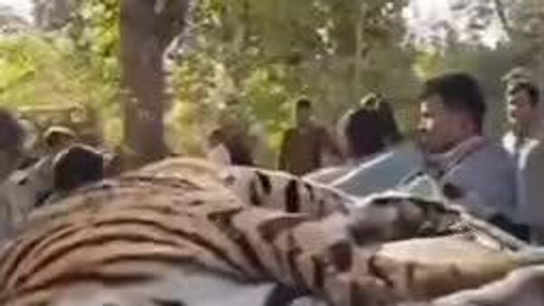 برای اولین بار در هند، یک ببر با هلیکوپتر به ایالت‌ دیگری منتقل شد - اسپوتنیک ایران  