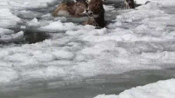 سه گوزن سفید نادر در چین نجات یافتند - اسپوتنیک ایران  
