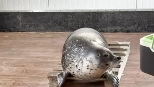 فک دریایی به نام ژوپیتر در آکواریوم ولادی‌وستوک روسیه شروع به آواز خواندن کرد - اسپوتنیک ایران  