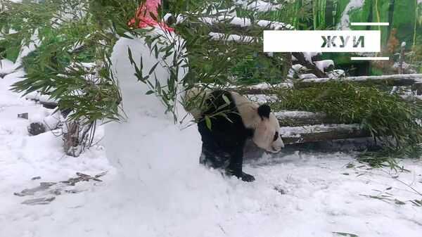 نه تنها ساکنان پایتخت روسیه، بلکه خانواده پانداهای ما از بارش برف لذت می‌برند - اسپوتنیک ایران  