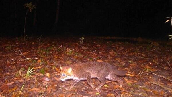 کشف نوعی گربه وحشی در تایلند که در 30 سال گذشته دیده نشده بود - اسپوتنیک ایران  