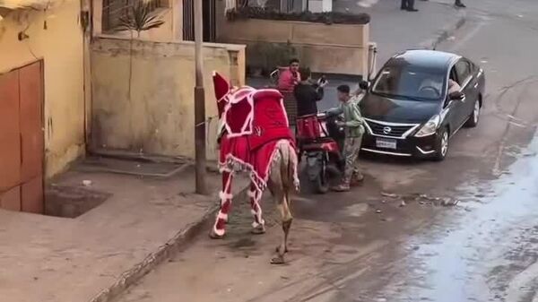 شترها نیز در مصر برای استقبال از سال نوی میلادی آماده می‌شوند - اسپوتنیک ایران  