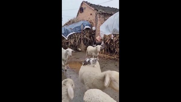 سواری گربه بر پشت گوسفند لذت‌بخش بود - اسپوتنیک ایران  