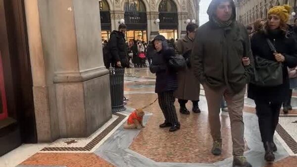 اگر گربه‌ای حاضر به پیاده‌روی نباشد، روی شانه صاحبش سوار می شود - اسپوتنیک ایران  