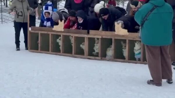 مسابقه بسیار بامزه‌ سگ‌های کورگی در پارک تزاریتسینو مسکو برگزار شد - اسپوتنیک ایران  