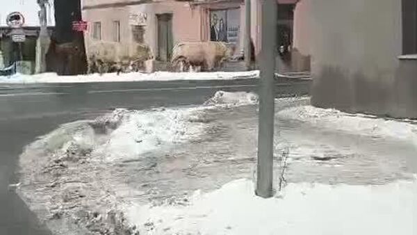 گاوها در حال پیاده‌روی در منطقه نوا رودا لهستان - اسپوتنیک ایران  