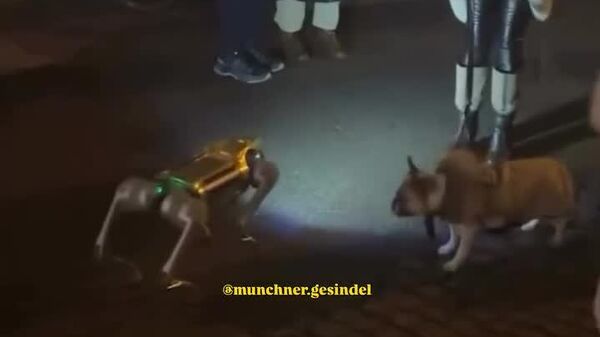 سگی که همراه رباتیک خود را بو می‌کند و نمی‌تواند آن را سگ بداند - اسپوتنیک ایران  