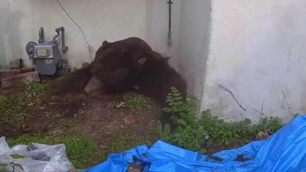 خرسی بیش از یک ماه خانه‌ای در ایالات متحده را به اشغال خود درآورد - اسپوتنیک ایران  