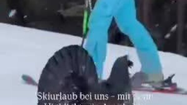 ویدئوی وایرال شده از یک مرغ جنگلی در وسط پیست اسکی - اسپوتنیک ایران  