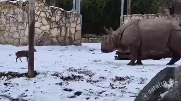 نبرد تن به تن گوزن کوهی و کرگدن در یک باغ وحش - اسپوتنیک ایران  