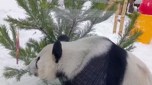 دیندین پاندای مسکو قهرمان یک سورپرایز جدید برای تعطیلات است - اسپوتنیک ایران  