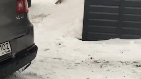 یک سیاه‌گوش در محل بازی کودکان در نزدیکی اوفا به دختری که سعی داشت او را نوازش کند، حمله کرد - اسپوتنیک ایران  