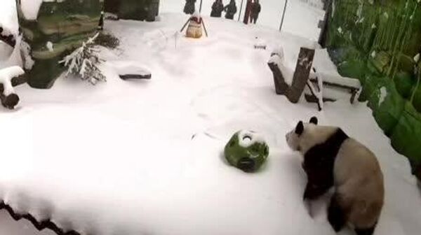 لذت بردن پاندای معروف باغ وحش روسیه «کاتیوشا» از بارش برف - اسپوتنیک ایران  