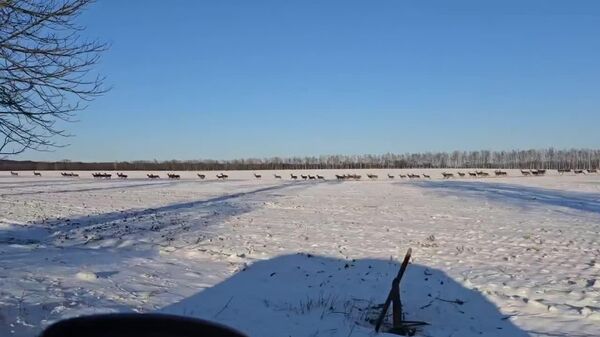 عبور پر شتاب تعداد زیادی از گوزن های شاد از جاده ای در لهستان - اسپوتنیک ایران  