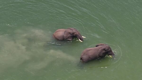 آب تنی و تفریح فیل های آفریقایی - اسپوتنیک ایران  