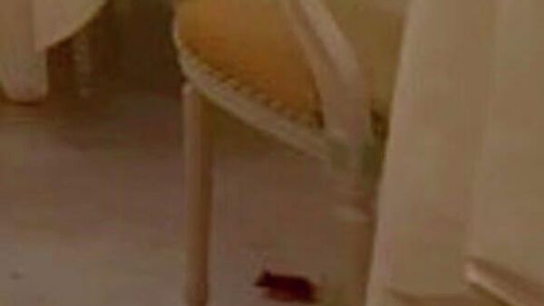 حضور یک موش در رستوران معروف جهانی هتل 5 ستاره ریتز در لندن - اسپوتنیک ایران  