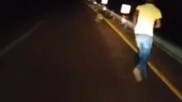 سیل باعث هرج و مرج تمساح‌ها در آفریقای جنوبی شد - اسپوتنیک ایران  