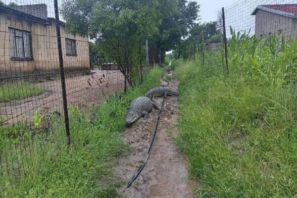 سیل باعث هرج و مرج تمساح‌ها در آفریقای جنوبی شد - اسپوتنیک ایران  