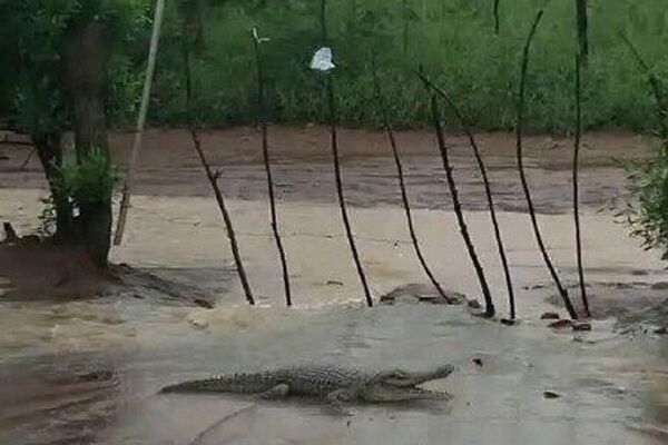 سیل باعث هرج و مرج تمساح‌ها در آفریقای جنوبی شد - اسپوتنیک ایران  