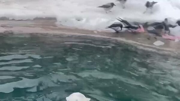 خرس ماده باغ وحش مسکو بیش از هر کس دیگری از زمستان سرد و برفی لذت می‌برد - اسپوتنیک ایران  