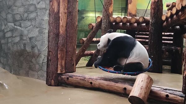 پانداهای باغ‌وحش مسکو پس از غذا خوردن از تاب بازی لذت می‌برند - اسپوتنیک ایران  