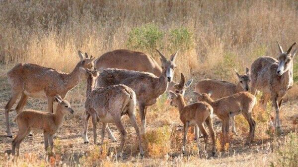 مدیریت هوشمند زیستگاه گوزن زرد ایرانی کلید خورد - اسپوتنیک ایران  