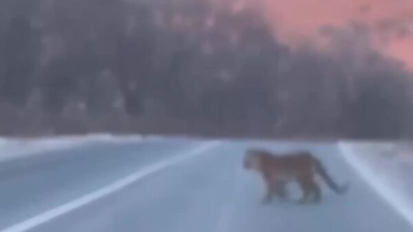 ملاقات راننده با ببرهای آمور در جاده - اسپوتنیک ایران  
