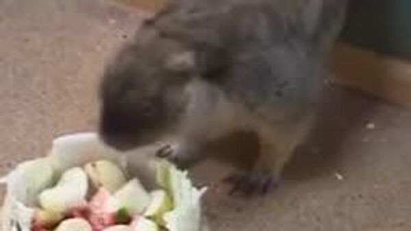 سریوژا و ناتاشا، موش‌ خرماهای تولا، بهار زودرس را پیش بینی کردند - اسپوتنیک ایران  