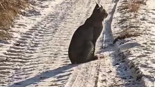 استراحت دو وَشَق اوراسیایی در جنگل های لهستان - اسپوتنیک ایران  