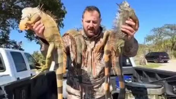 هزاران ایگوانا به دلیل سرمای غیرمعمول در آمریکا به خواب زمستانی رفته‌اند - اسپوتنیک ایران  