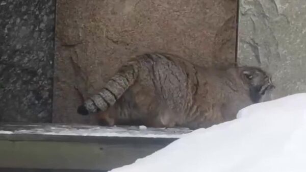 مانول تیموفی باغ وحش مسکو، تصمیم می‌گیرد در این روزهای بسیار سرد به پیاده‌روی برود - اسپوتنیک ایران  