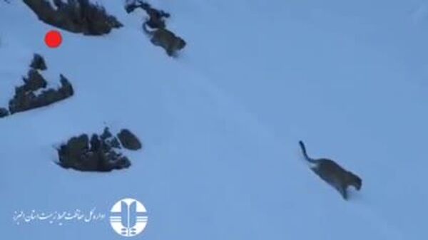 مشاهده دو قلاده پلنگ در منطقه حفاظت شده البرز جنوبی ایران - اسپوتنیک ایران  