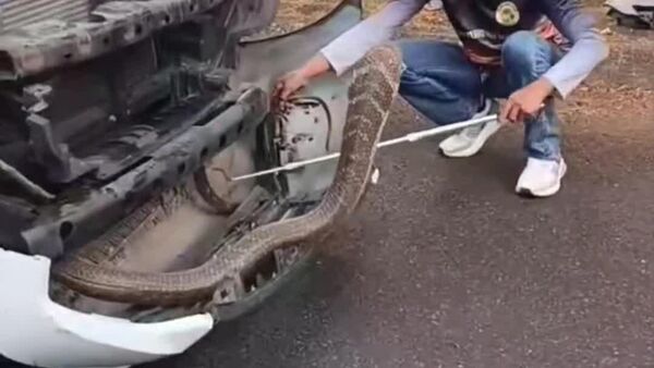 یک شاه کبرای تقریباً چهار متری در محفظه موتور یک وانت در استان فانگ نگا، جنوب تایلند پیدا شد - اسپوتنیک ایران  