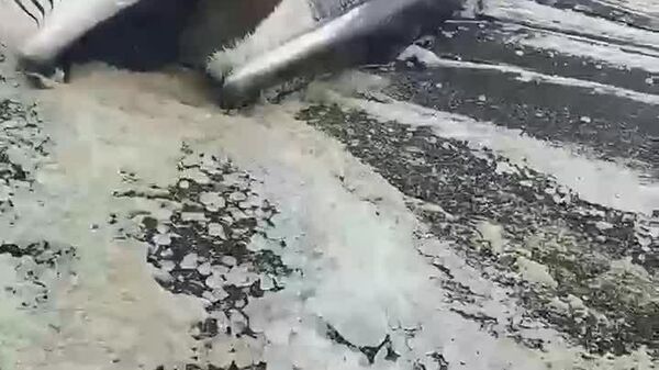 یک نهنگ عظیم الجثه در ساحل کامچاتکا به گل نشست - اسپوتنیک ایران  