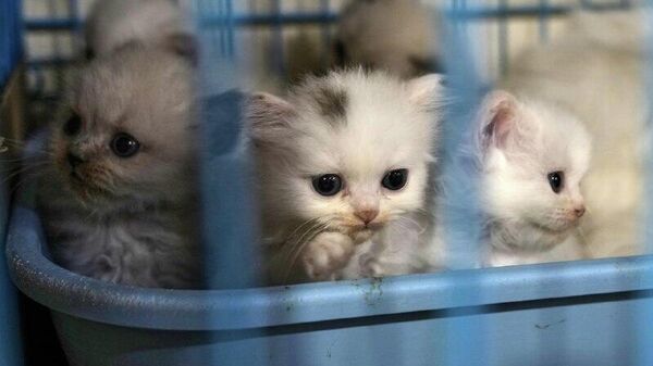 «مادر گربه‌ها» و حیوانات خانگی‌اش در لبنان - اسپوتنیک ایران  