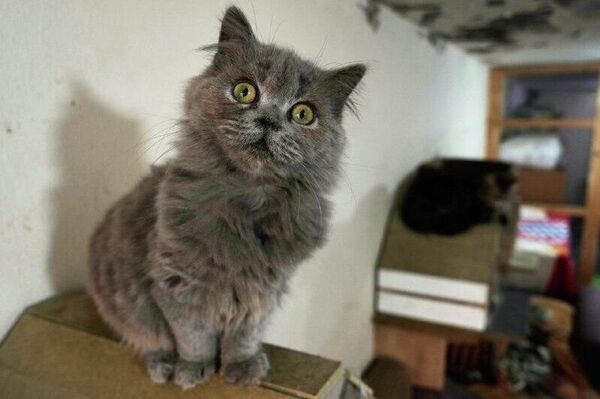 «مادر گربه‌ها» و حیوانات خانگی‌اش در لبنان - اسپوتنیک ایران  