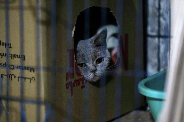 «مادر گربه‌ها» و حیوانات خانگی‌اش در لبنان - اسپوتنیک ایران  