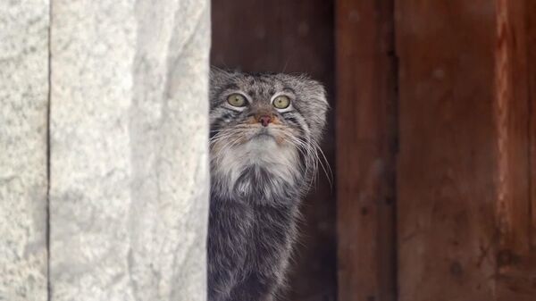 باغ وحش مسکو 162 ساله شد - اسپوتنیک ایران  