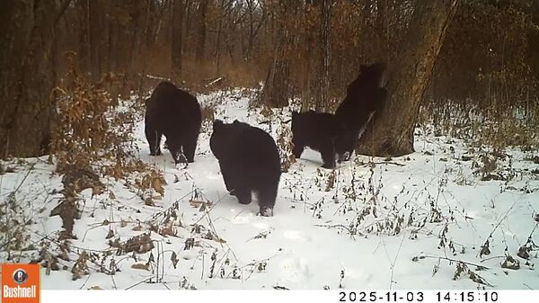 توله خرس‌ها تقریباً نقاشی «صبح در جنگل کاج» اثر هنرمند مشهور روسی ایوان شیشکین را ارائه کردند - اسپوتنیک ایران  