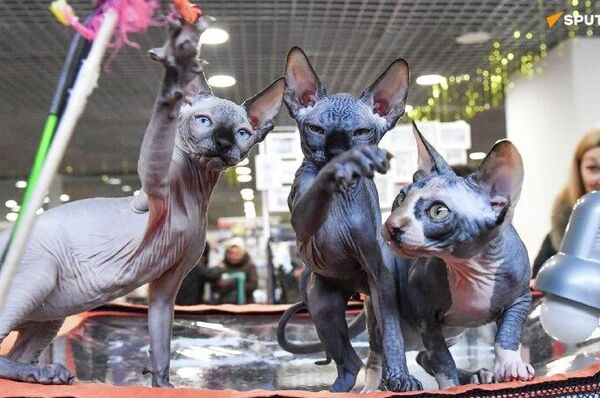 رویدادهای چشمگیر هفته از نگاه تصویر از 7 تا 13 فوریه - اسپوتنیک ایران  