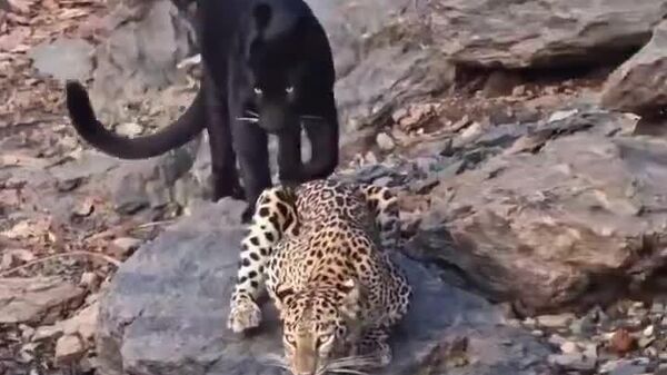 در منطقه حفاظت‌شده بهادرا در هند، صحنه‌های زیبایی ثبت شدهاست که در آن یک پلنگ و یک جگوار سیاه با هم آب می‌نوشند - اسپوتنیک ایران  