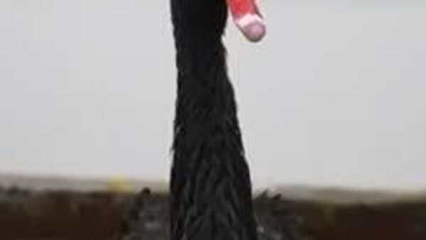 تصاویری زیبا قوهای سیاه از پناهگاه گرمشان - اسپوتنیک ایران  