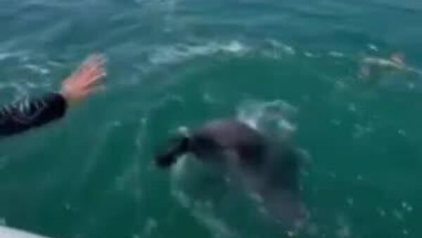 وقتی دلفین‌ها برای جمع‌آوری زباله، داوطلب می شوند - اسپوتنیک ایران  